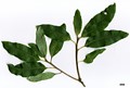SpeciesSub: subsp. veneris